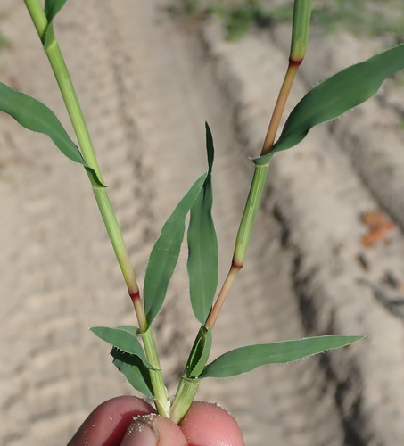 Tragus berteronianus