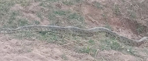 Burmese Python