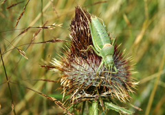 Ephippiger terrestris