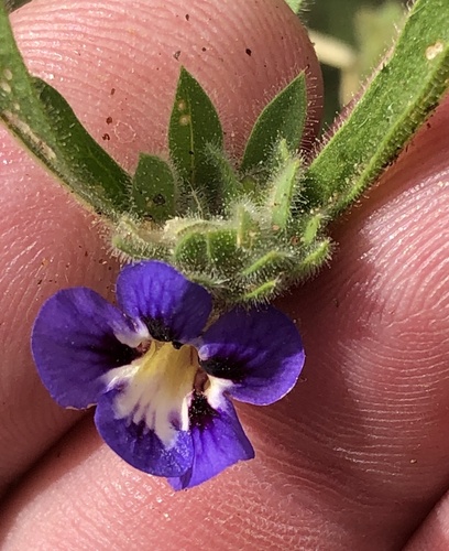 Aptosimum arenarium (Aptosimum arenarium)