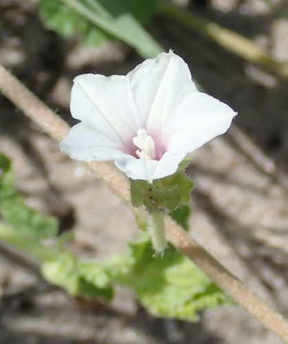 Ipomoea hackeliana image