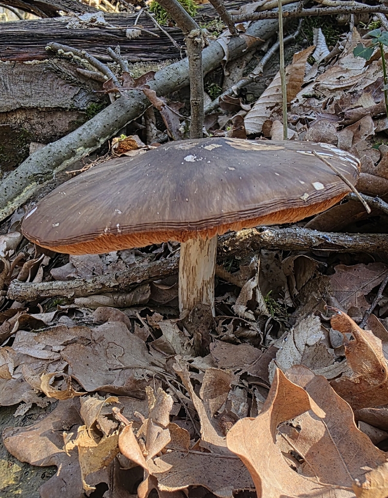 Pluteus cervinus · February 2026 · photo: © glacial (iNaturalist, cc-by)