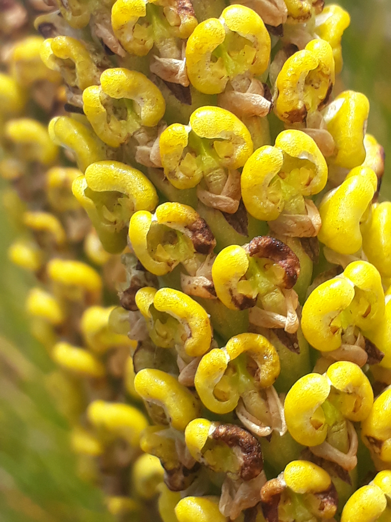 Corycium bifidum