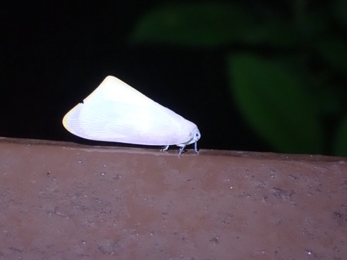 Nephesa truncaticornis observed 2026-01-22