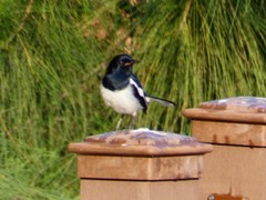 Copsychus saularis