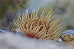 Pseudactinia