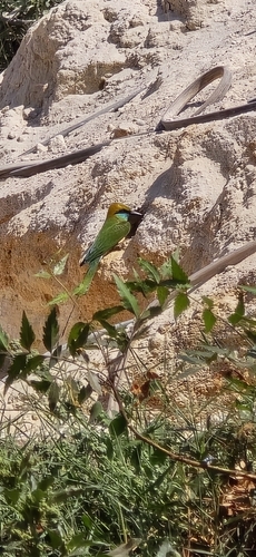 Asian Green Bee-eater