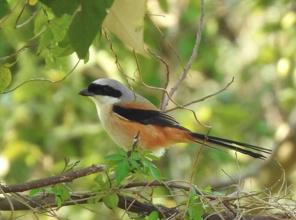 Rufous-backed Shrike (Lanius schach), 08-March-2008 09:18 A…