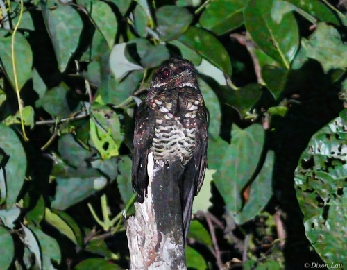 Bonaparte's Nightjar (Caprimulgus concretus)