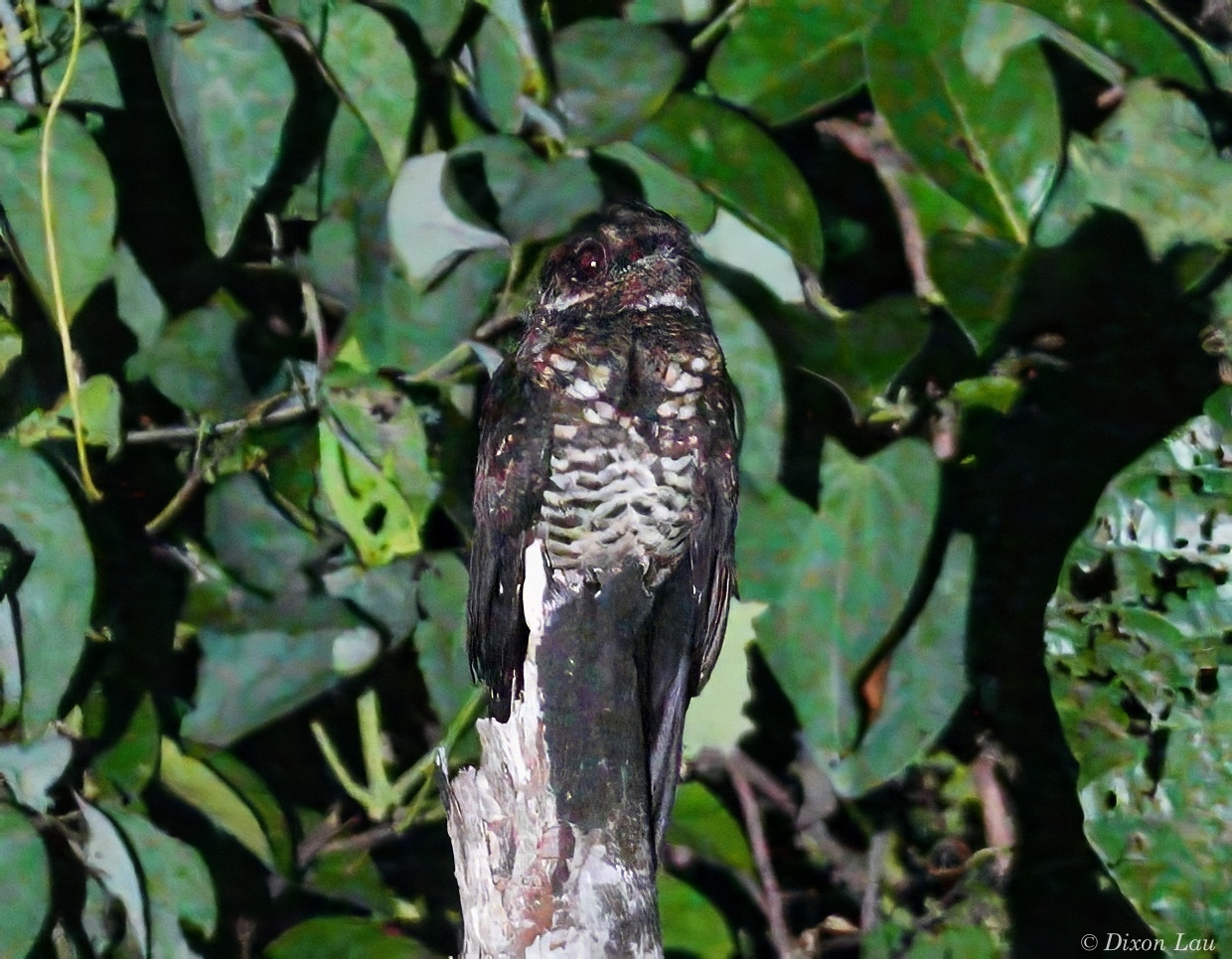 Bonaparte's Nightjar (Caprimulgus concretus), photo 1