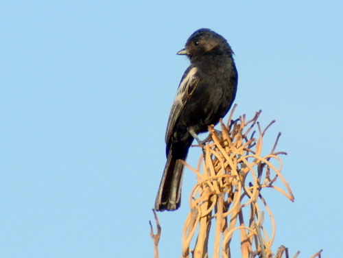 iNaturalist image