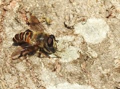 Mallota curvigaster