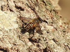 Mallota curvigaster