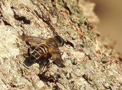 Mallota curvigaster