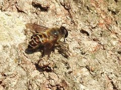 Mallota curvigaster