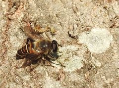 Mallota curvigaster