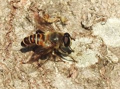 Mallota curvigaster