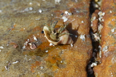 Diogenes brevirostris