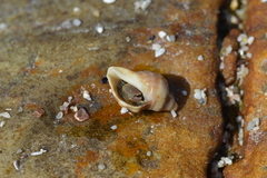 Diogenes brevirostris