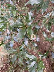 Quercus longinux