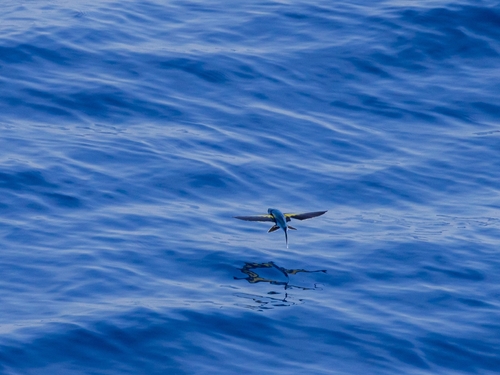 Backspot flyingfish (Cheilopogon dorsomacula) — Exocoetidae — 3