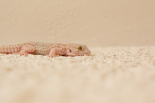 Moorish Gecko