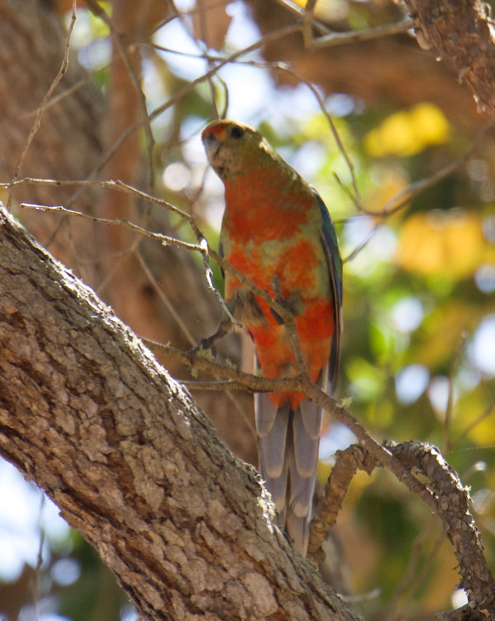 Western Rosella (Platycercus icterotis), photo 3