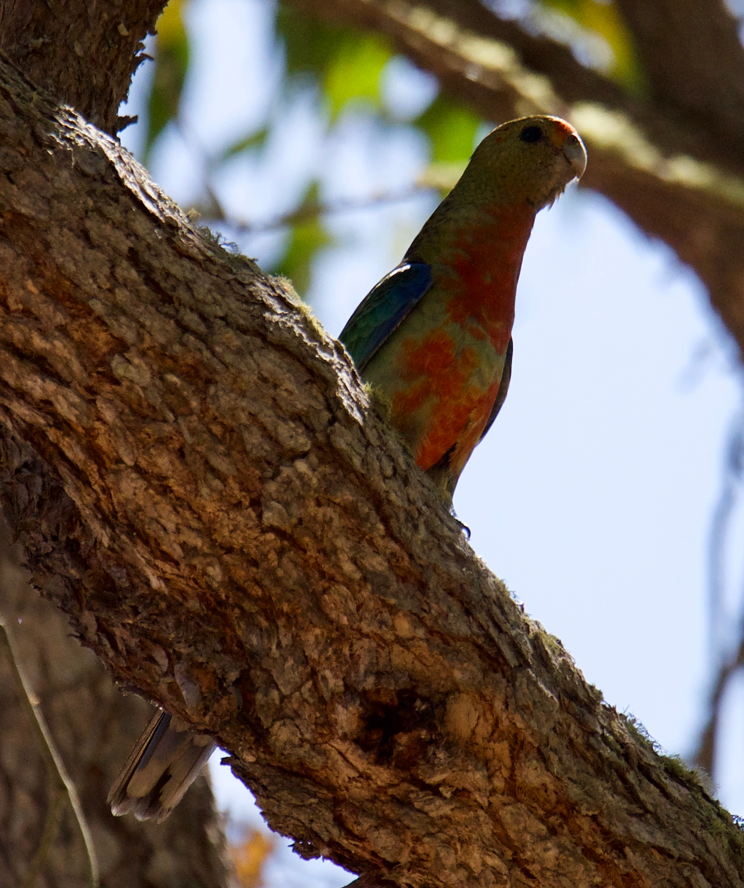 Western Rosella (Platycercus icterotis), photo 4