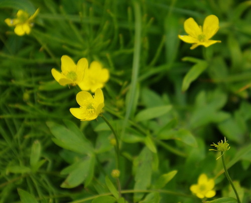 Ranunculus occidentalis var. brevistylis