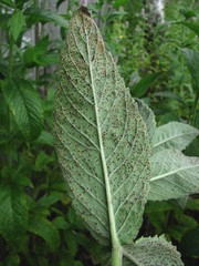 Puccinia menthae