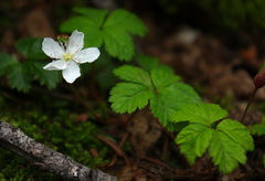 Rubus pedatus