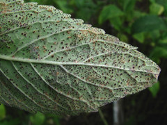 Puccinia menthae