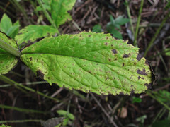 Puccinia menthae