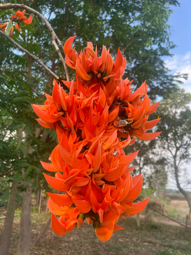 Flame of The Forest