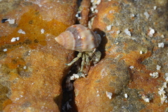 Diogenes brevirostris