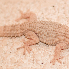 Tarentola fascicularis