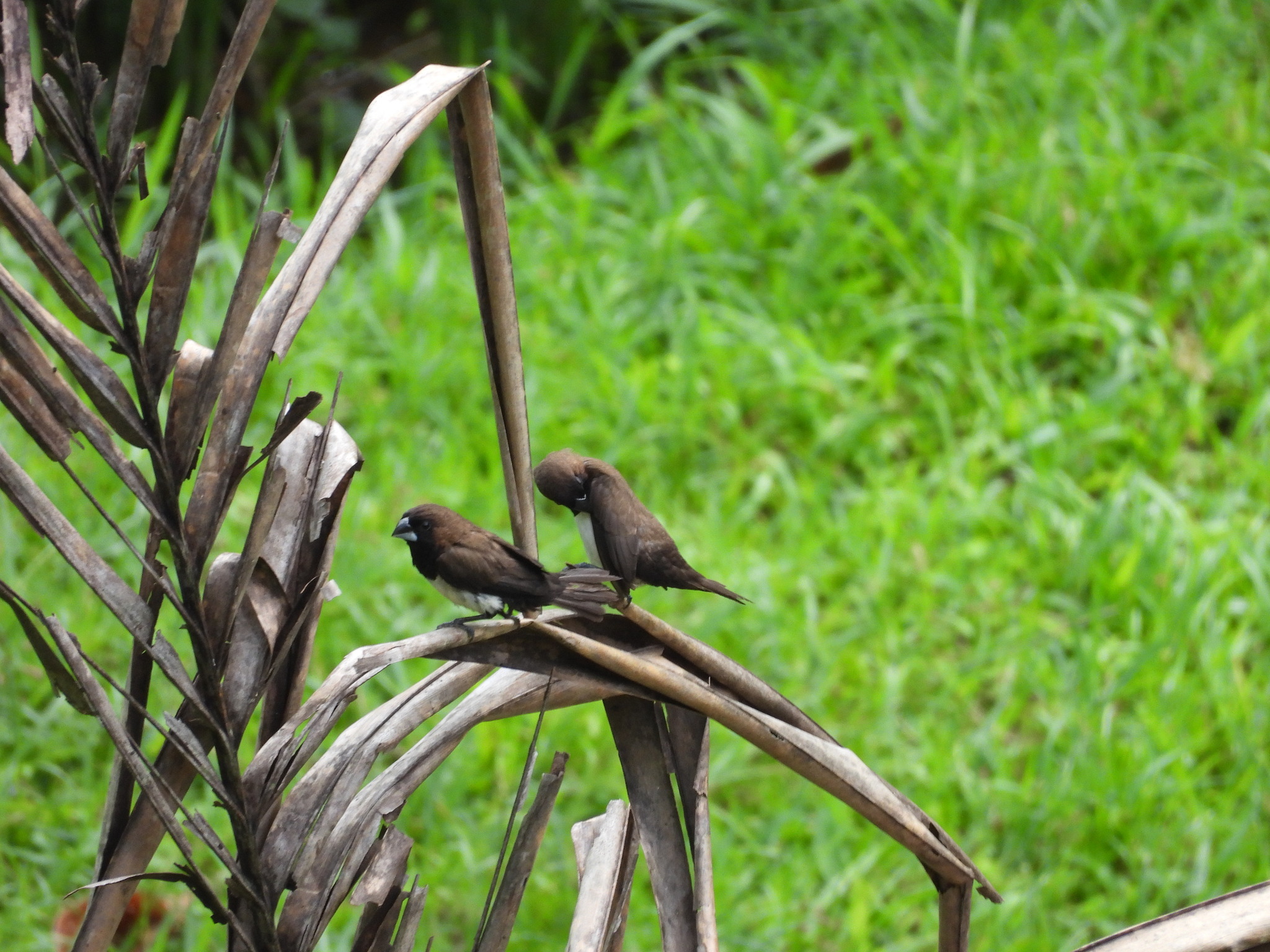 Javan Munia (Lonchura leucogastroides), photo 8