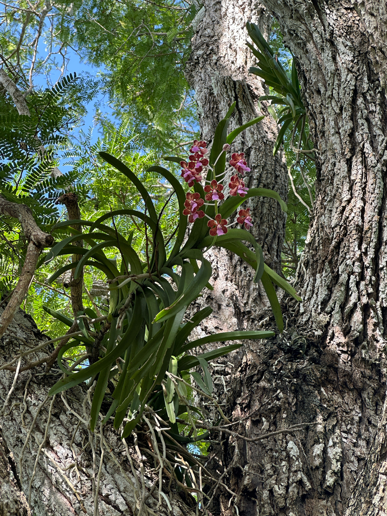Vanda perplexa (Vanda perplexa)