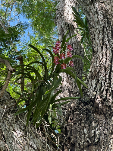 Vanda perplexa