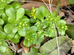 Sedum confusum