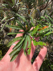 Banksia brownii, photograph (c) Tyler Anthony, some rights reserved (CC BY)