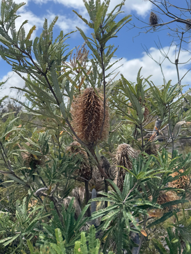 Feather-leaved Banksia (Banksia brownii)