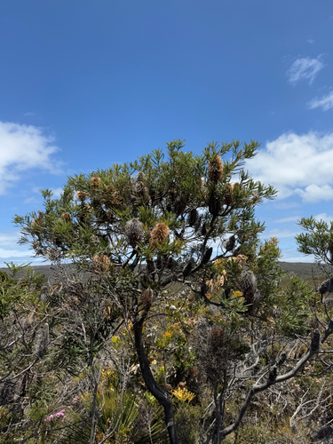 Banksia brownii, photograph 3