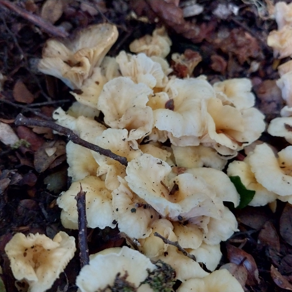 Cantharellus wellingtonensis · February 2026 · photo: © kiwialli (iNaturalist, cc-by)