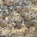 Dacrymyces tortus - Photo (c) Igor Khomenko, some rights reserved (CC BY-NC), uploaded by Igor Khomenko