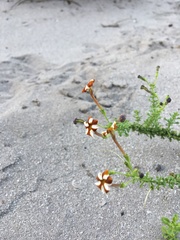 Jamesbrittenia albomarginata