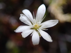 Stellaria gracilenta