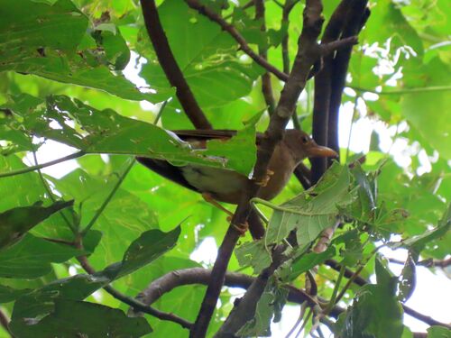 Christmas Island Thrush (Turdus erythropleurus), photo 5