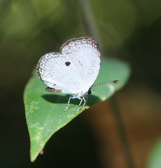 Neopithecops zalmora zalmora