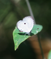 Neopithecops zalmora zalmora